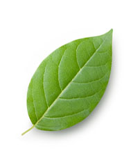 Blatt