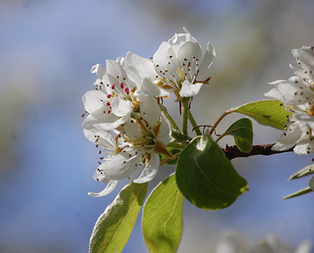 Blüte